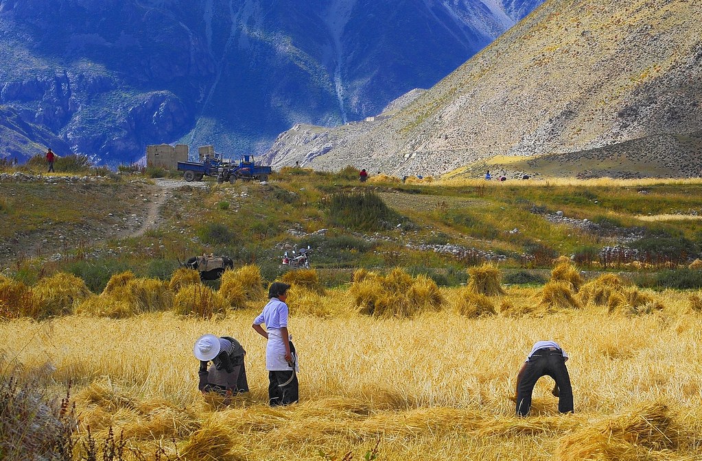 Tibetan Harvest